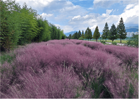 Busan’s Nakdonggang River Parks Capture the Colors of Autumn