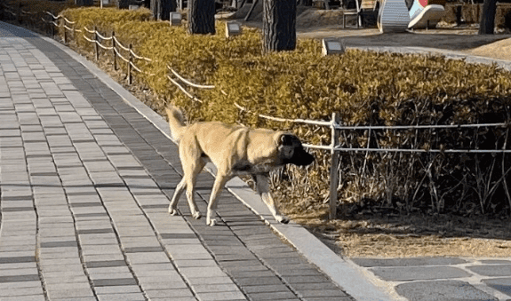 How Busan Can Tackle Its Escalating Feral Dog Problem