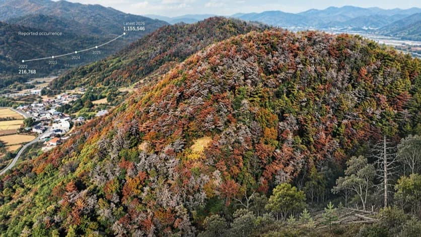 Gyeongnam’s Pine-Wilt Surge Is Forcing a Shift From Tree Removal to Forest Management